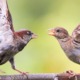 Psychology of disputes