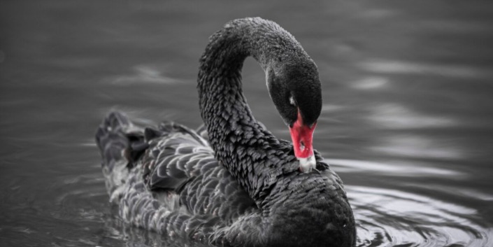 black swan alone