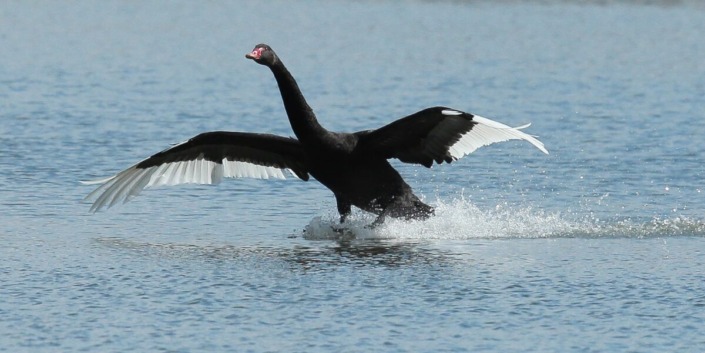 BLACK SWAN TAKING OFF