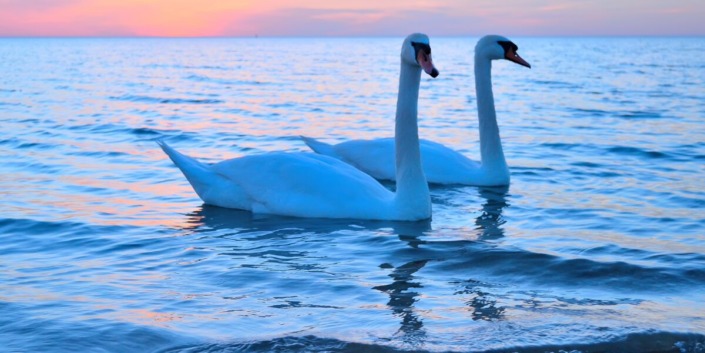 2 SWANS IN water