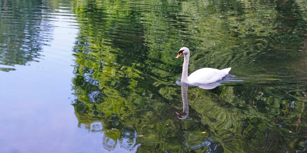 swan water circles