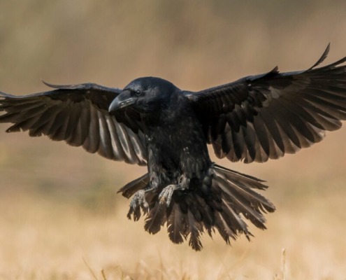 insolvency case study