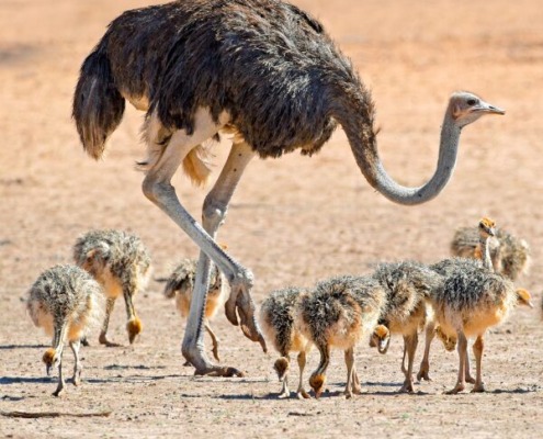 Search orders and Imaging Orders