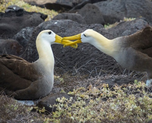 Professional Negligence Lawyer