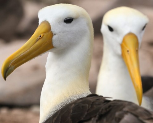 Professional Negligence Solicitors