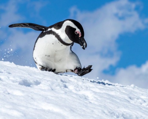 Brink's Mat Limited v Elcombe a freezing order case