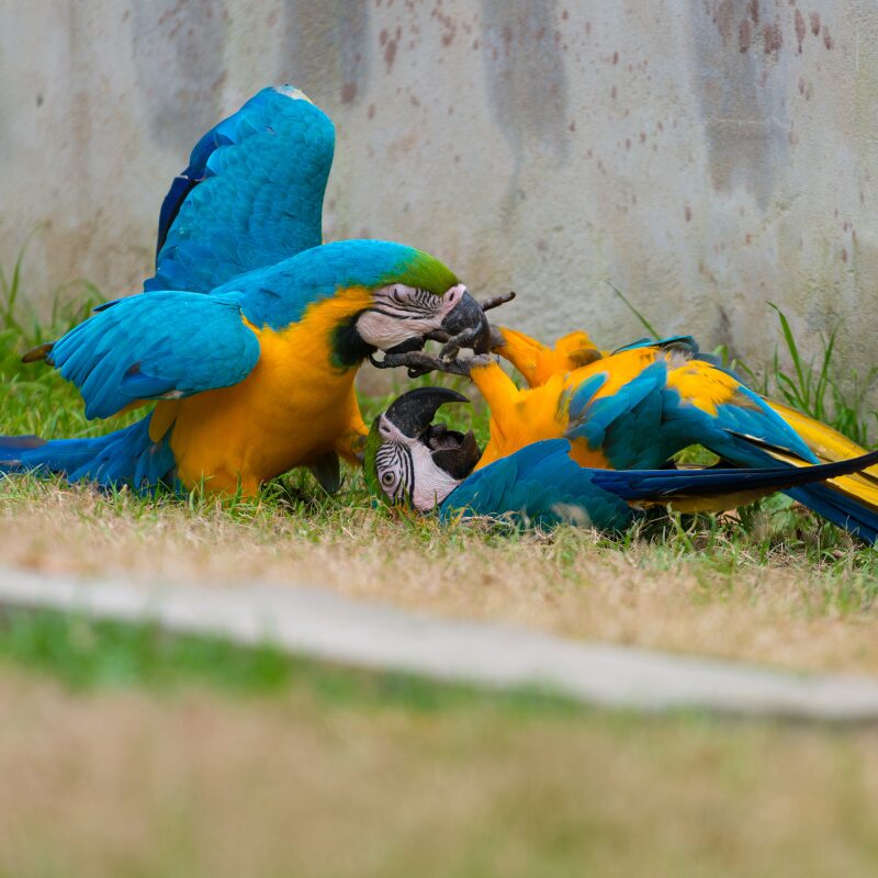 Force a Sale of Shares - business dispute