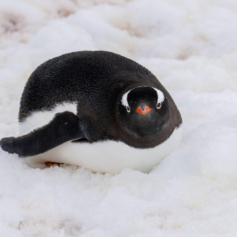 a freezing order case