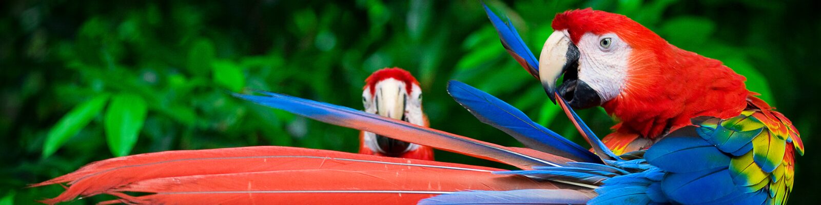 Shareholder Dispute and Director's Duties