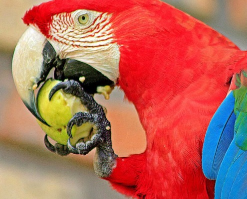 shareholder agreement