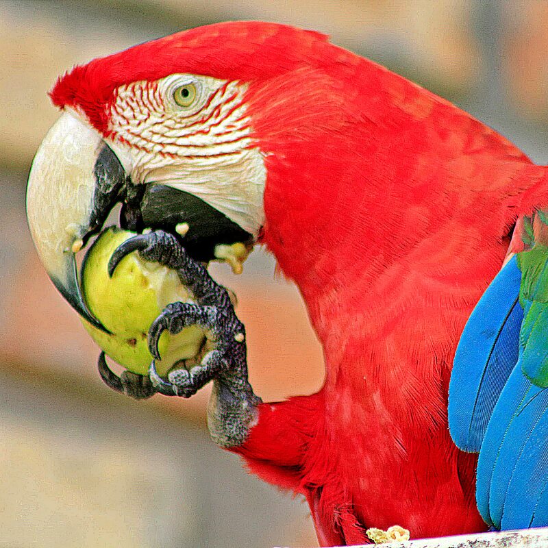 shareholder agreement