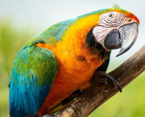 a Shareholder Dispute in a family owned company (1)