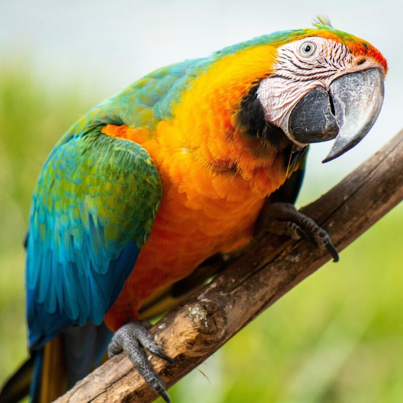 Shareholders Dispute in a family owned company